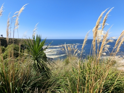 kaikoura (26)